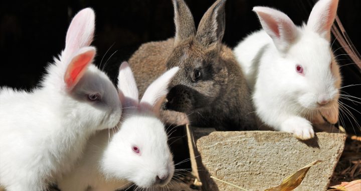 incintă anti-îmbătrânire pentru iepuri elvețieni