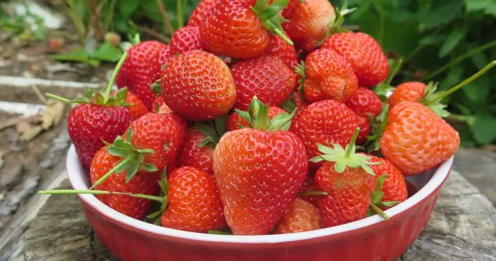 12 beneficii pentru sănătate ale căpșunilor - 1