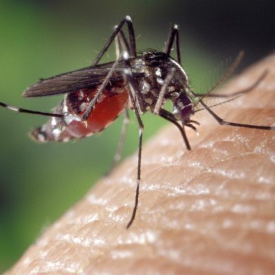 Ce să mănânci ca să nu te mai „placă” țânțarii - 1