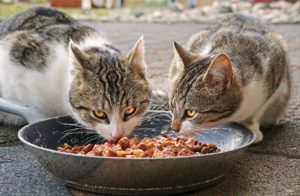 Alimente toxice și periculoase pentru pisici