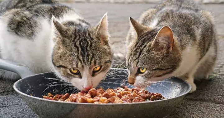 Alimente toxice și periculoase pentru pisici