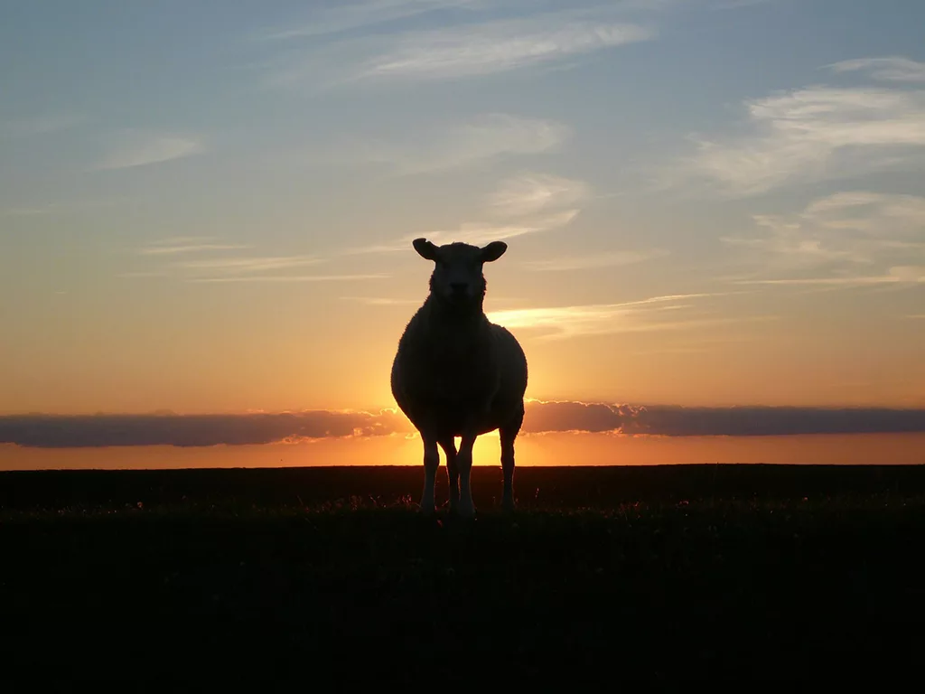 sunset sheep